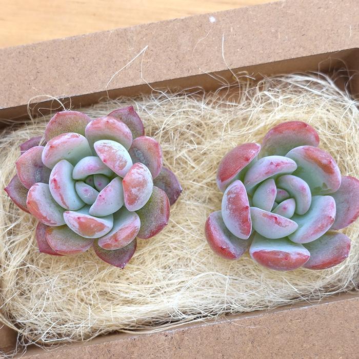 多肉植物 エケベリア ピンクスカート 韓国苗 抜き苗 カット苗 約3cm