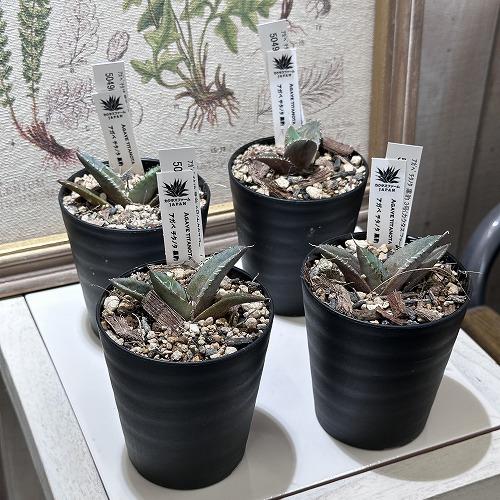 観葉植物 アガベ チタノタ 黒豹 3号 インテリア 室内 オシャレ