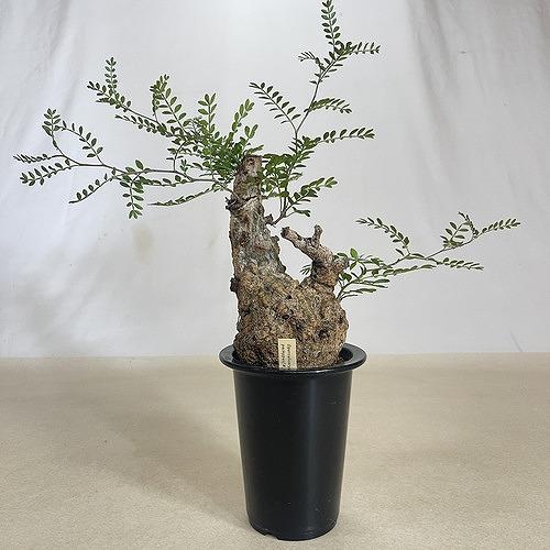 塊根植物 オペルクリカリア パキプス 4.5号ロング黒鉢(現品