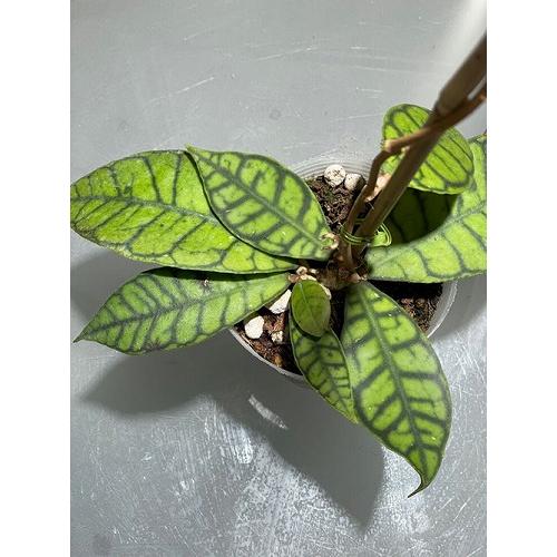 個体おまかせ価格】ホヤ(サクララン) カリストフィラ 3号ロングポット