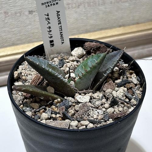 観葉植物 アガベ チタノタ 黒豹 3号 インテリア 室内 オシャレ