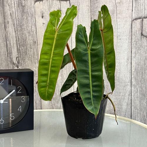 株小さめ】観葉植物 フィロデンドロン ビレッティアエ(ビレッタエ) 3.5