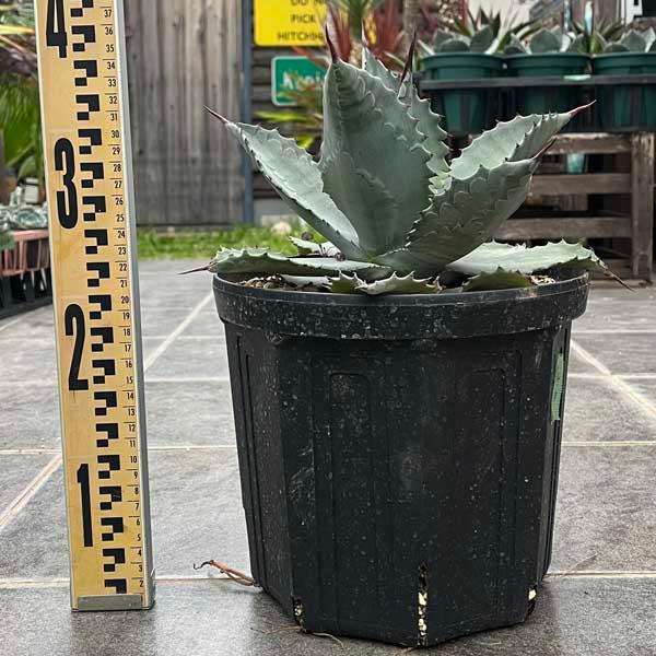 アガベ ミスターリップル Mr Ripple 新築祝い ドライガーデン ロック