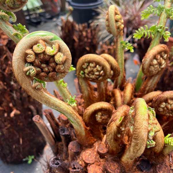 ディクソニア・アンタルクティカ ヘゴシダ ベアルート 観葉植物 お祝