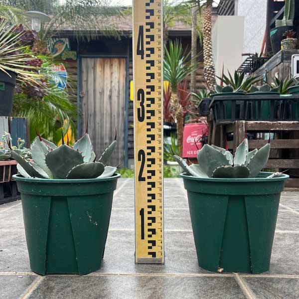 アガベ パリー トルンカータ トランカータ 新築祝い ドライガーデン