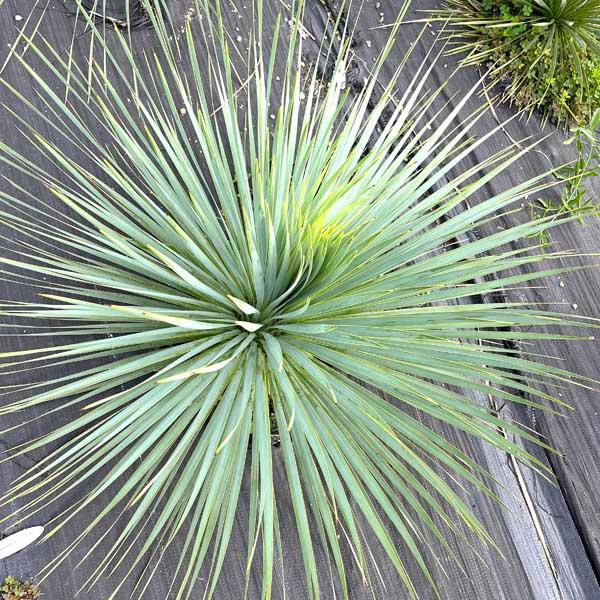 希少 ロストラータ ユッカ・ロストラータ ブルースワン 観葉植物 お祝