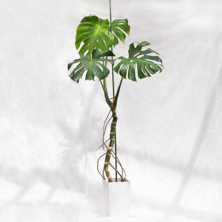 観葉植物 大型 モンステラ・デリシオーサ（根上がり仕立て） / 7寸・約