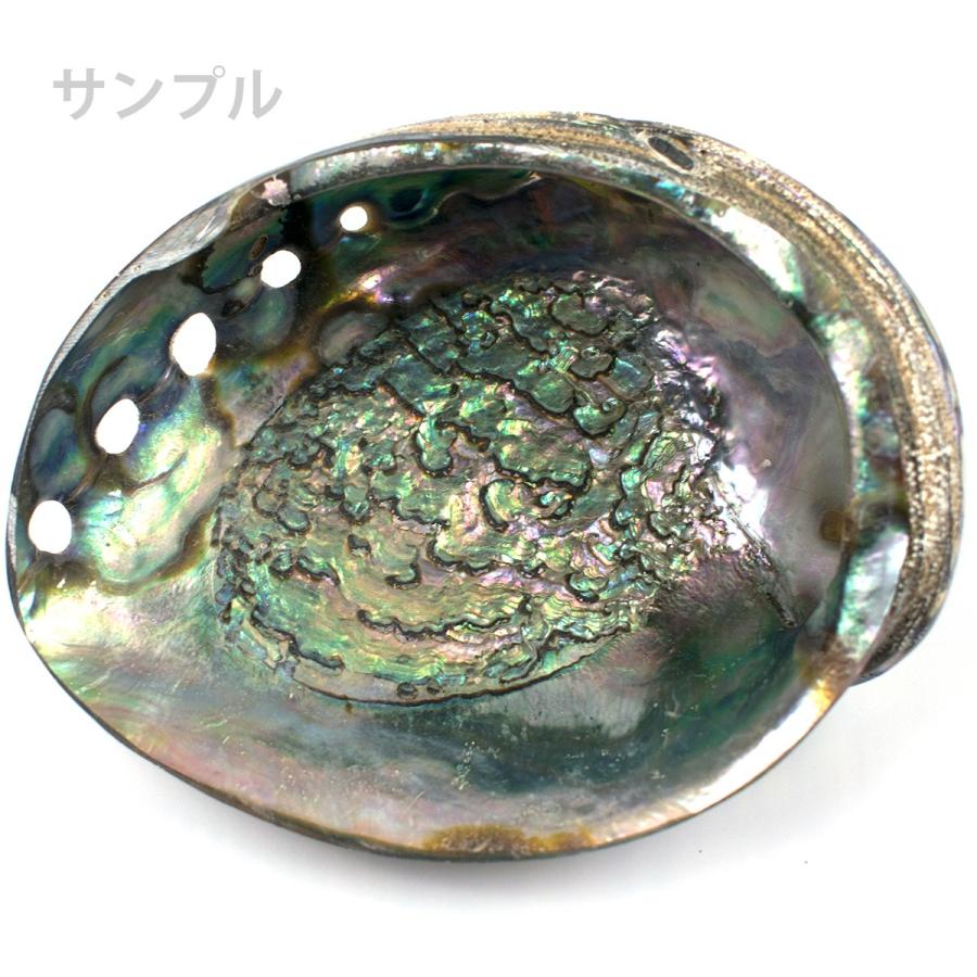 グリーンアバロン・クジャクアワビ・孔雀鮑・アバロニ 約14cmサイズ 外