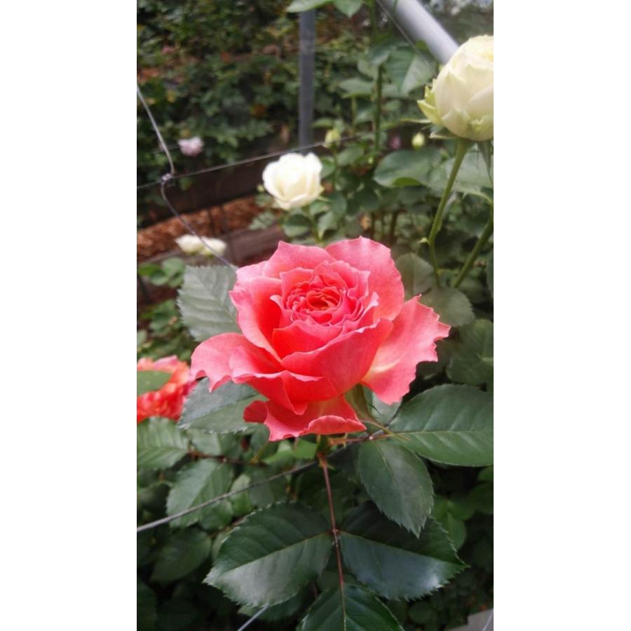 バラ苗 スプレー咲 ティアモ4号 今井ナーセリー 切り花品種接ぎ木