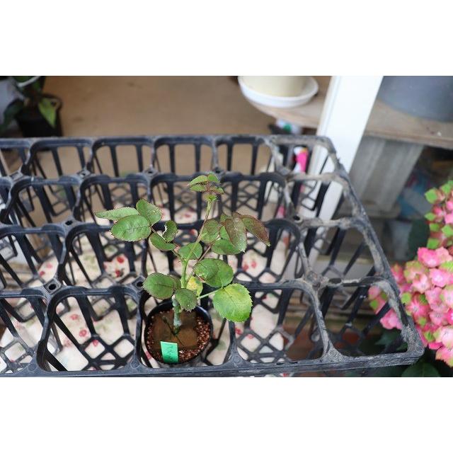 バラ苗 とげなし スプレー咲 ラ・プリティー4号 今井清作出 切り花