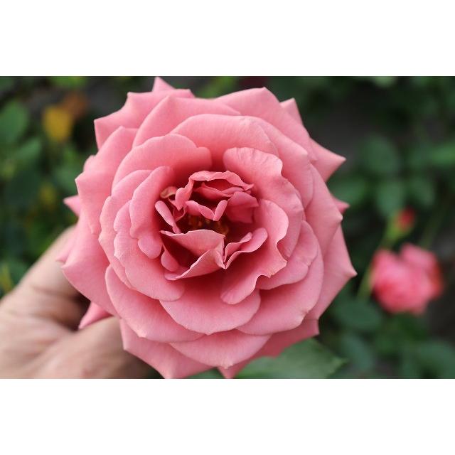 バラ苗 マホガニーヴェール4号 今井清作出 切り花品種接ぎ木（植え