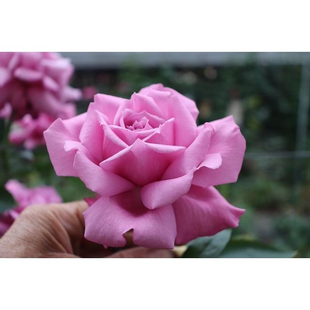 バラ苗 強香 kn30-30パープルピンク4号 今井清作出 切り花品種