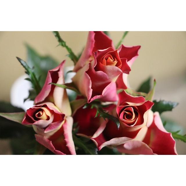 バラ苗 kn576ユニーク4号 今井清作出 切り花品種接ぎ木（植え替えず