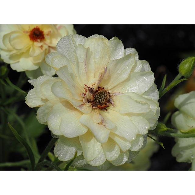 ラナンキュラス ラックス アフロディーテ4号ポット1株（苗 幾つでも