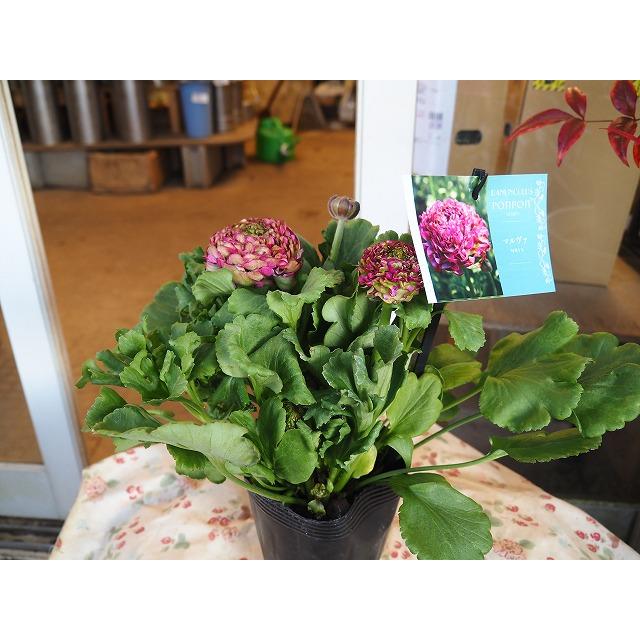 ラナンキュラス ポンポン マルヴァ4号ポット1株（苗 幾つでも同梱OK