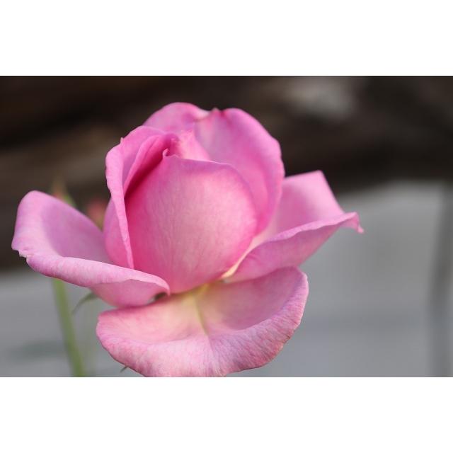 バラ苗 強香 イブ系 knR1-25 4号 今井清作出 切り花品種接ぎ木（植え