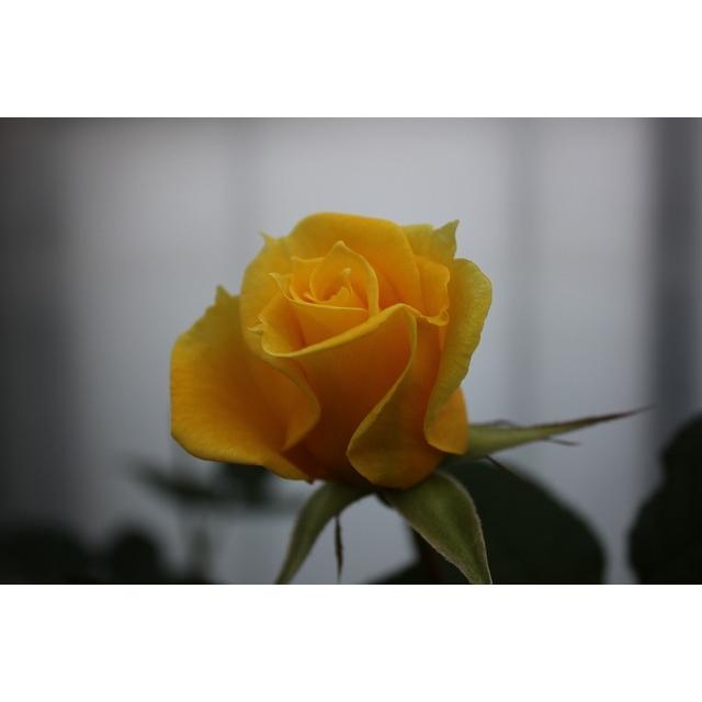 バラ苗 とげ少ない 矮性 ビアントワ（kn30-62）4号 今井清作出 切り花