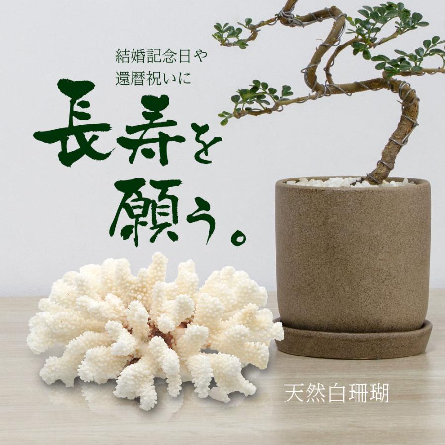 白珊瑚 サンゴ 原木 置物 オブジェ 珊瑚婚 厄除け 縁起物 還暦祝い