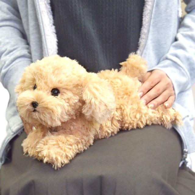 リアルな癒し系 犬のぬいぐるみ ひざわんこ トイプードル ベージュ