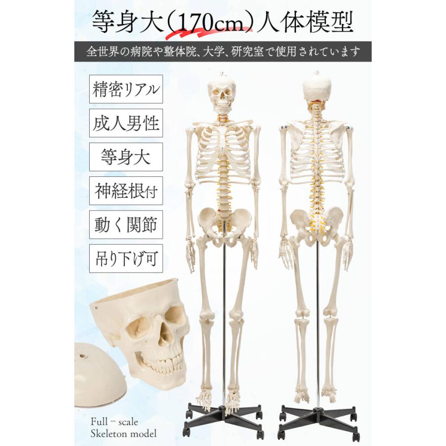 国際規格認証品】等身大 人体模型 170cm 神経根有り 全身骨格模型 骨格