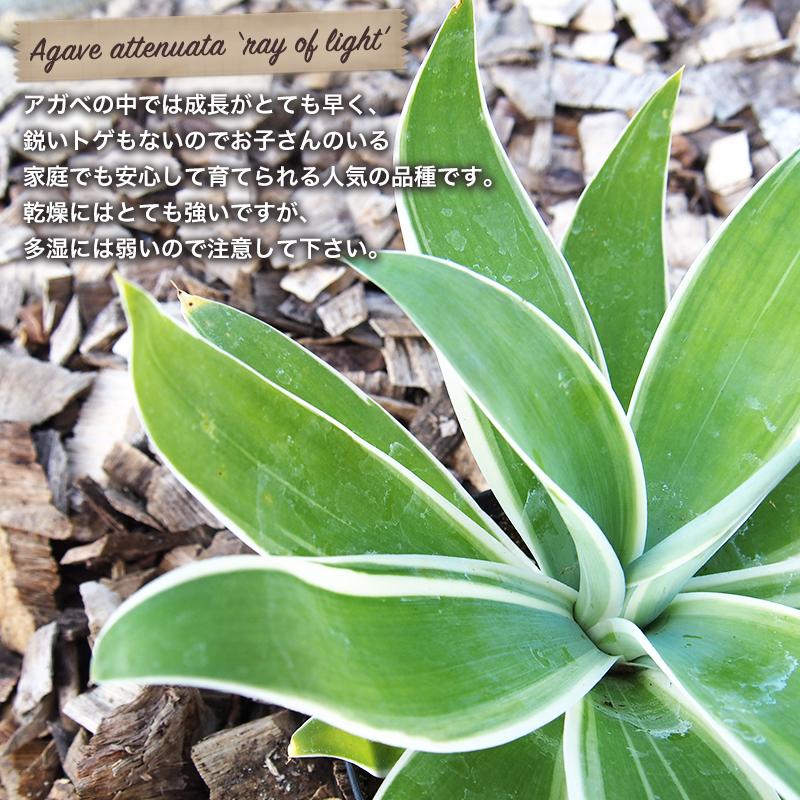斑入り アガベ アテナータ レイオブライト 4号 ポット 多肉植物 観葉
