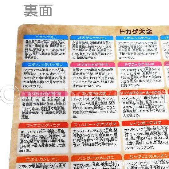 A4 クリアファイル トカゲ 爬虫類 図鑑 文房具 ザ・アクセス トカゲ