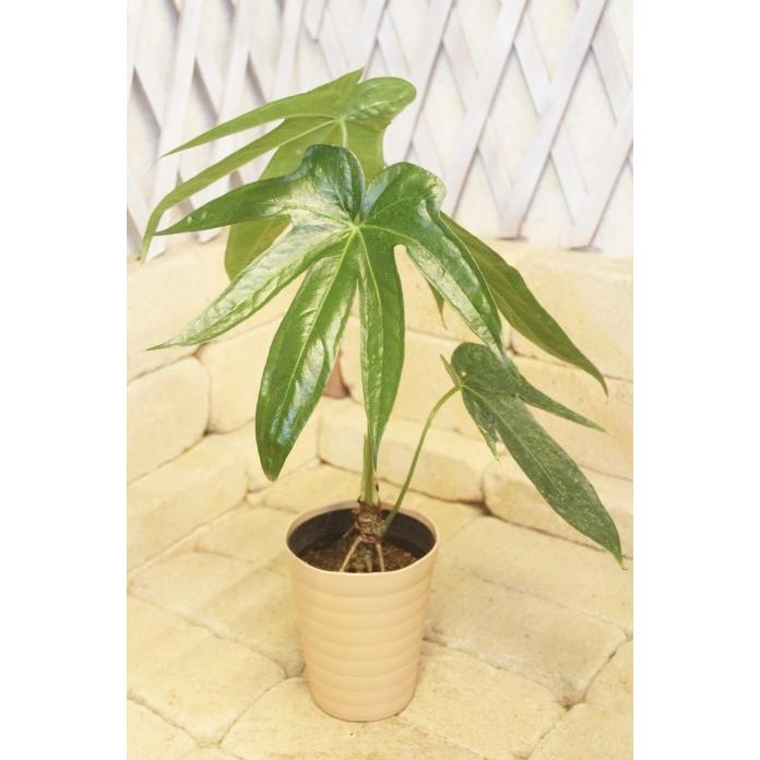 アンスリウム ペダトラディアツム 高さ約50cm プラ鉢 観葉植物