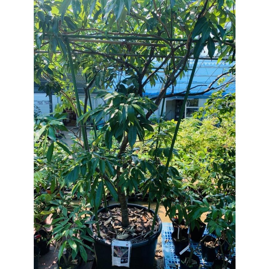 レイシ(ライチ)苗【玉荷包】取木苗 3年生 18~21cmポット 熱帯果樹苗