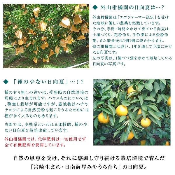 早期予約 日向夏10kg（大小混合・無選果）ギフト 宮崎県日南海岸宮浦産