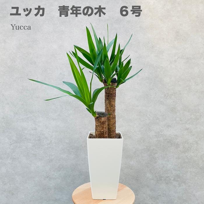 観葉植物 ユッカ エレファンティペス 6号鉢 鉢底から65cm程度 青年の木