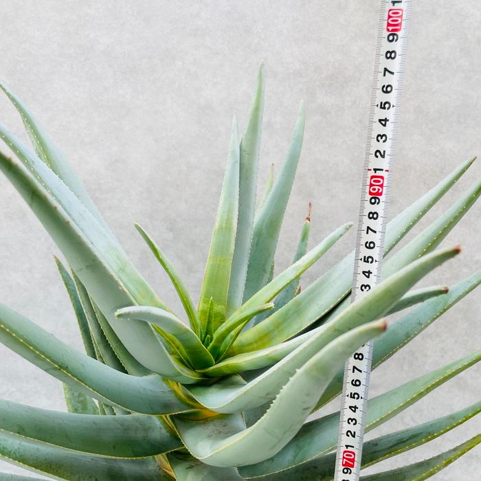 現品 観葉植物 アロエ ディコトマ 8号鉢 大型 多肉植物 大株 aloe