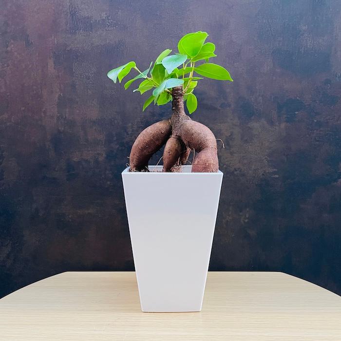 ガジュマルの木 観葉植物 4号鉢苗 盆栽 小さいミニサイズ おしゃれな