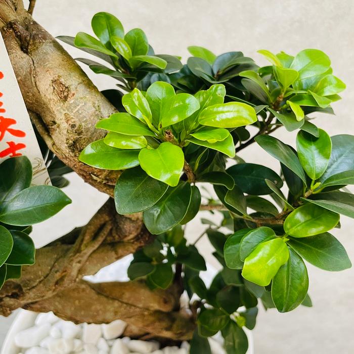 ガジュマルの木 観葉植物 曲がり 8号鉢苗 受け皿付き おしゃれ 昇り竜