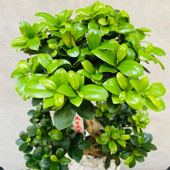 ガジュマルの木 観葉植物 曲がり 8号鉢苗 受け皿付き おしゃれ 昇り竜