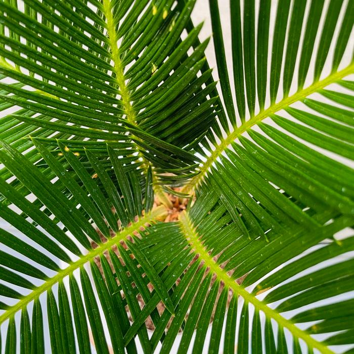 観葉植物 ソテツ 蘇鉄 6号鉢苗 大型種類 庭木 風水 地植え おしゃれな