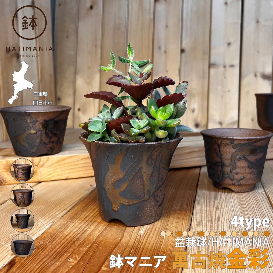 HATIMANIA 鉢マニア 金彩 3号 六平 3.5号 尻丸 ラッパ 浅型 日本製