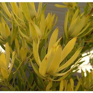 リュウカデンドロン イエローデビル（鉢植え） リューカデンドロン