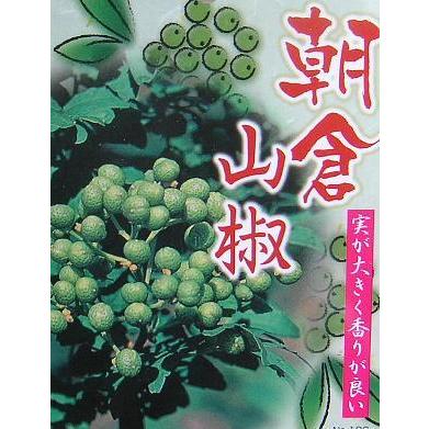 山椒の木 山椒 苗 山椒の葉 朝倉山椒（朝倉サンショウ） ポット植え