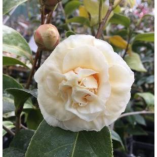 黄の旋律（金花茶交配種）：椿（ツバキ） : 日本花卉ガーデンセンター