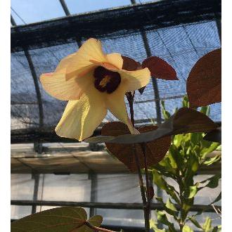 銅葉（赤葉）オオハマボウ（ユウナ） 苗 苗木 : 日本花卉ガーデン