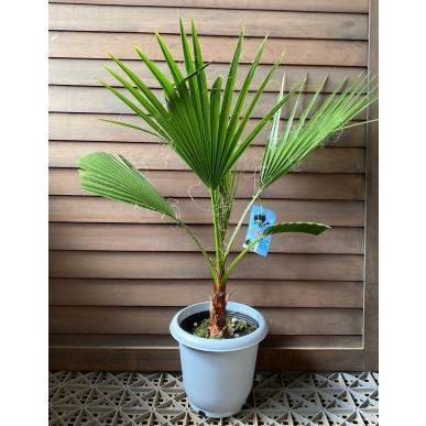 大株！ ワシントンヤシ（ワシントニア・イトヤシ） 8号鉢植え : 日本