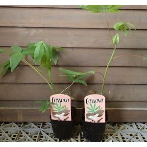 キャッサバの苗（タピオカの原料） 2株セット : 日本花卉ガーデン