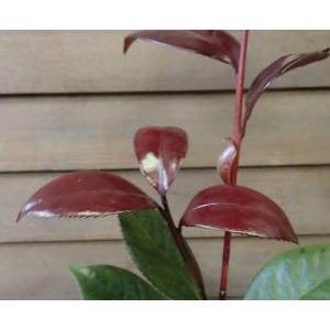 金華美女：椿（ツバキ） キンカビジョ : 日本花卉ガーデンセンター