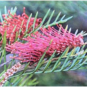 グレビレア レッドフックス 5寸鉢植え : 日本花卉ガーデンセンター