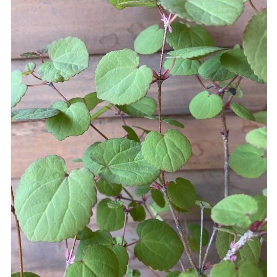 桂の木 5寸鉢植え （カツラノキ） : 日本花卉ガーデンセンターYahoo