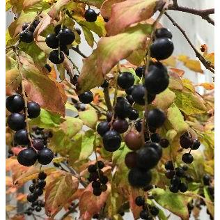 ナツハゼ：果樹苗 苗 苗木 : 日本花卉ガーデンセンターYahoo!店 - 通販