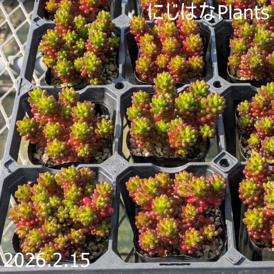 セダム 'レッドベリー' : にじはなPlants - 通販 - Yahoo!ショッピング