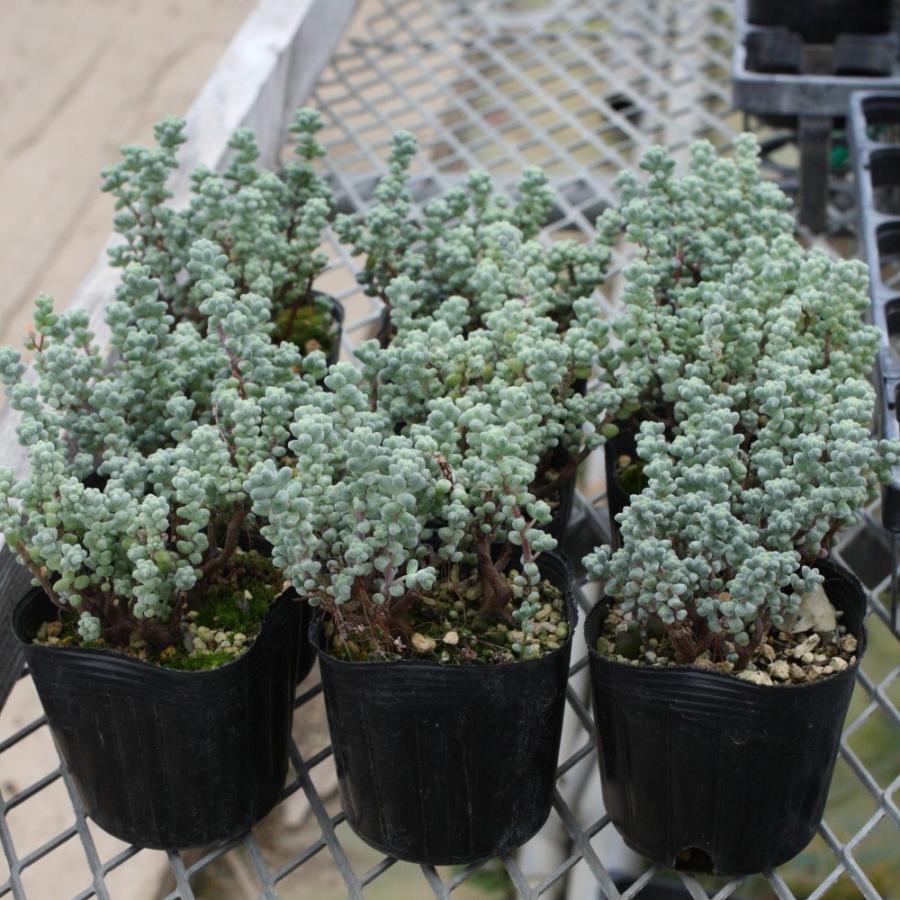 セダム ブレビフォリウム（木立性） : にじはなPlants - 通販 - Yahoo