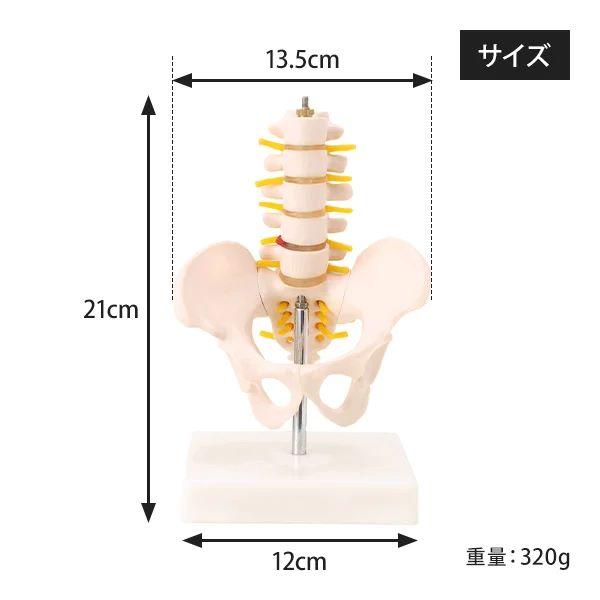 骨盤模型 腰椎模型 スタンド付き ハーフサイズ 高さ21×幅13.5cm 骨格
