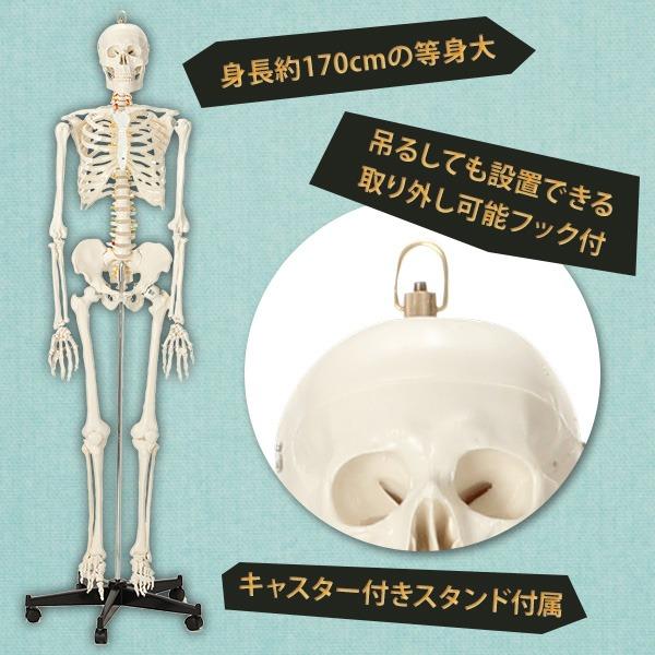 人体模型 骨格模型 キャスター付き 170cm 7ウェルネ 全身 等身大 模型